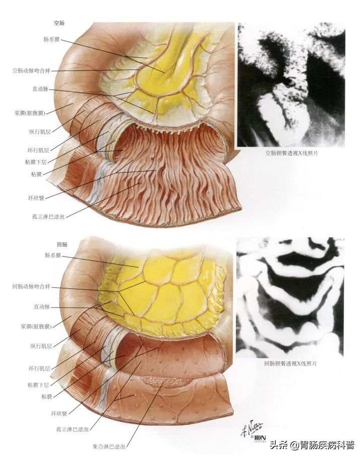 腹部消化系统解剖图谱,小儿消化系统解剖图谱