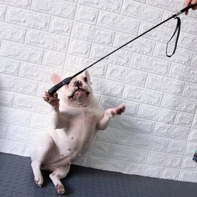 遇到恶狗袭击该怎么办,遭遇恶狗袭击不能以暴制暴