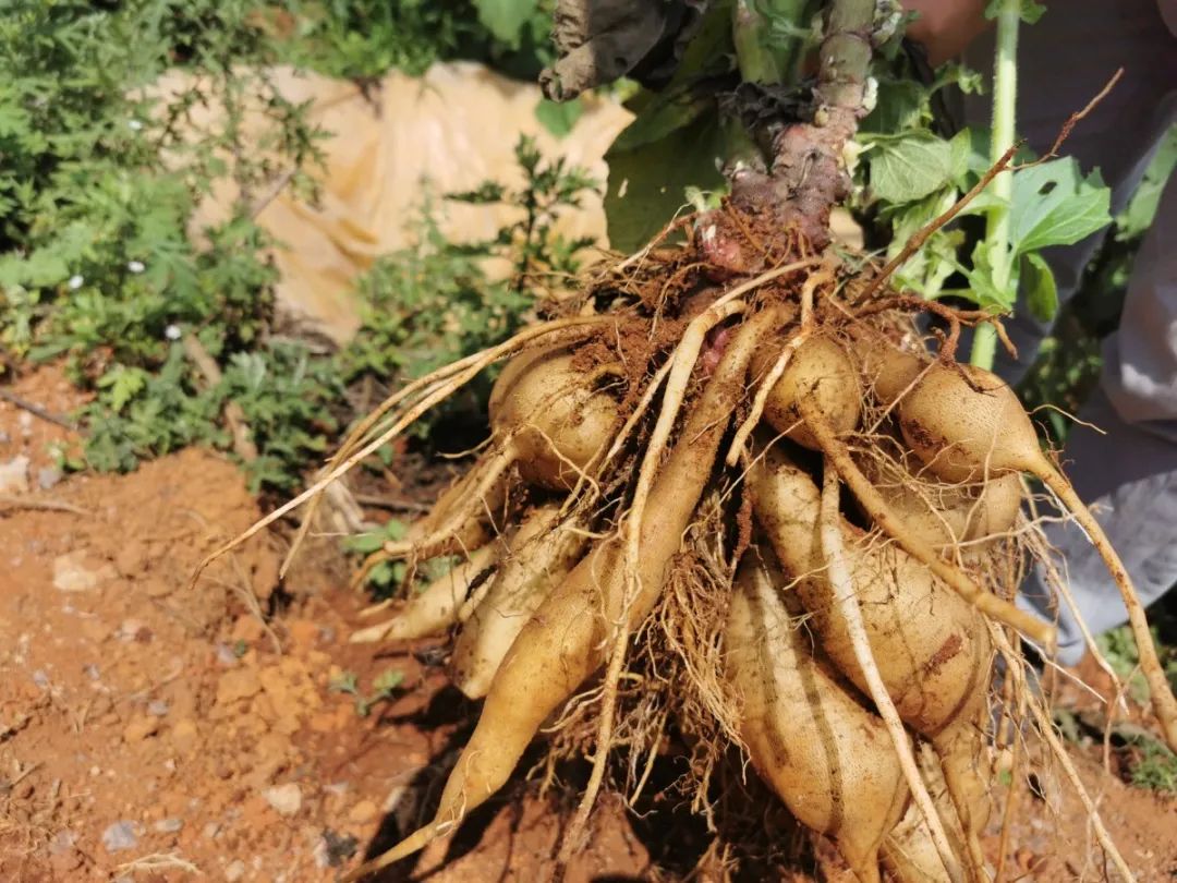 扶贫致富直播,扶贫一线话小康视频