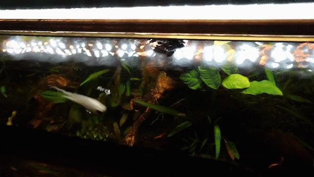 手把手教你钓翘嘴,手把手教你学会钓翘嘴