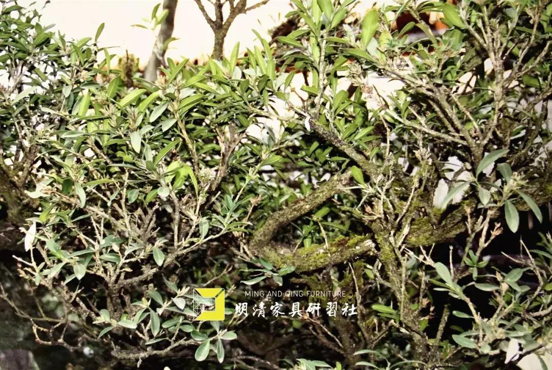 黄杨中君子有哪些品质,木中君子黄杨作品