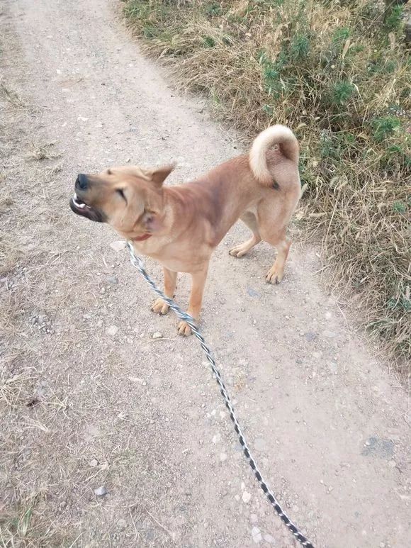 自从养了狗狗朋友都嫌弃了,自从养了狗后再也没吃过零食