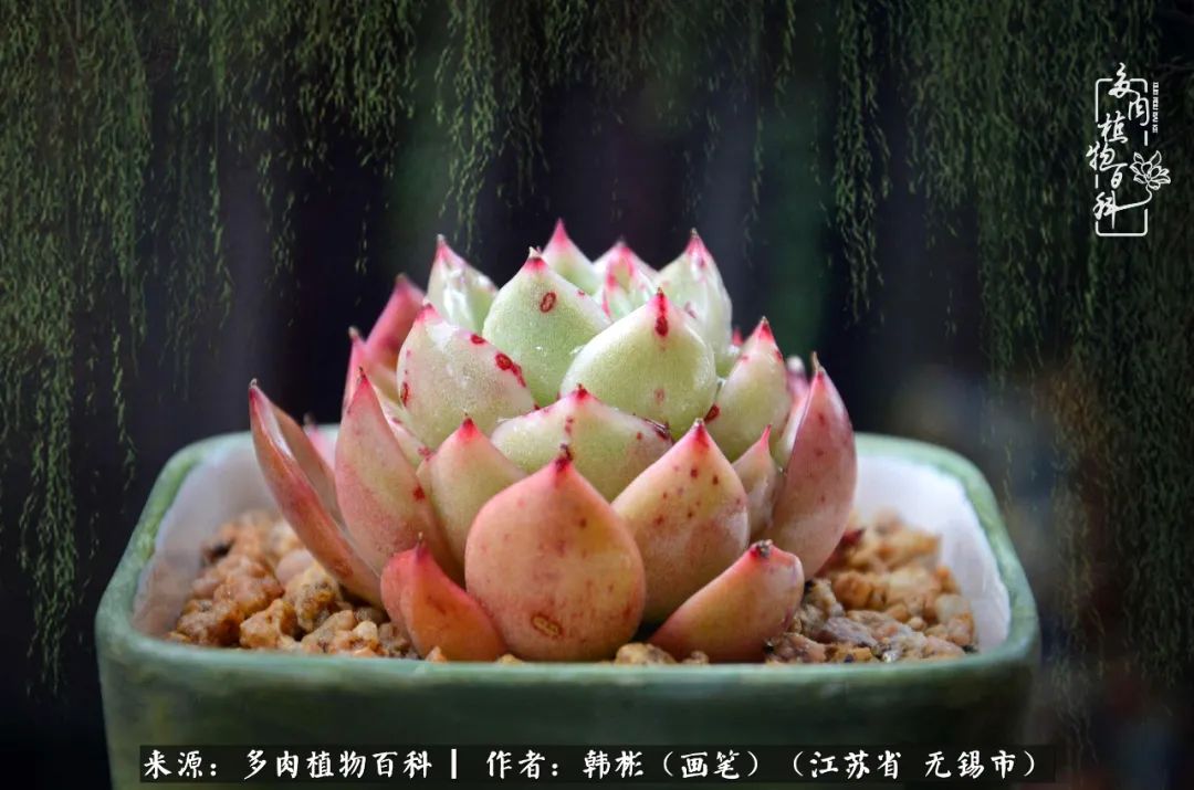 听音乐赏多肉,听音乐赏花赏美景