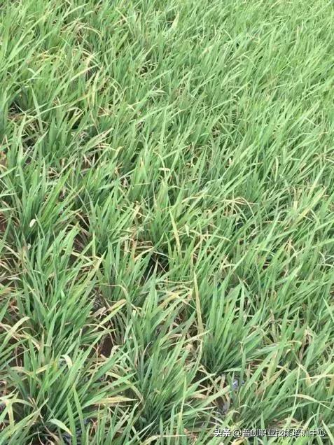 水稻条状黄叶是什么病,常用的方法解决水稻黄叶