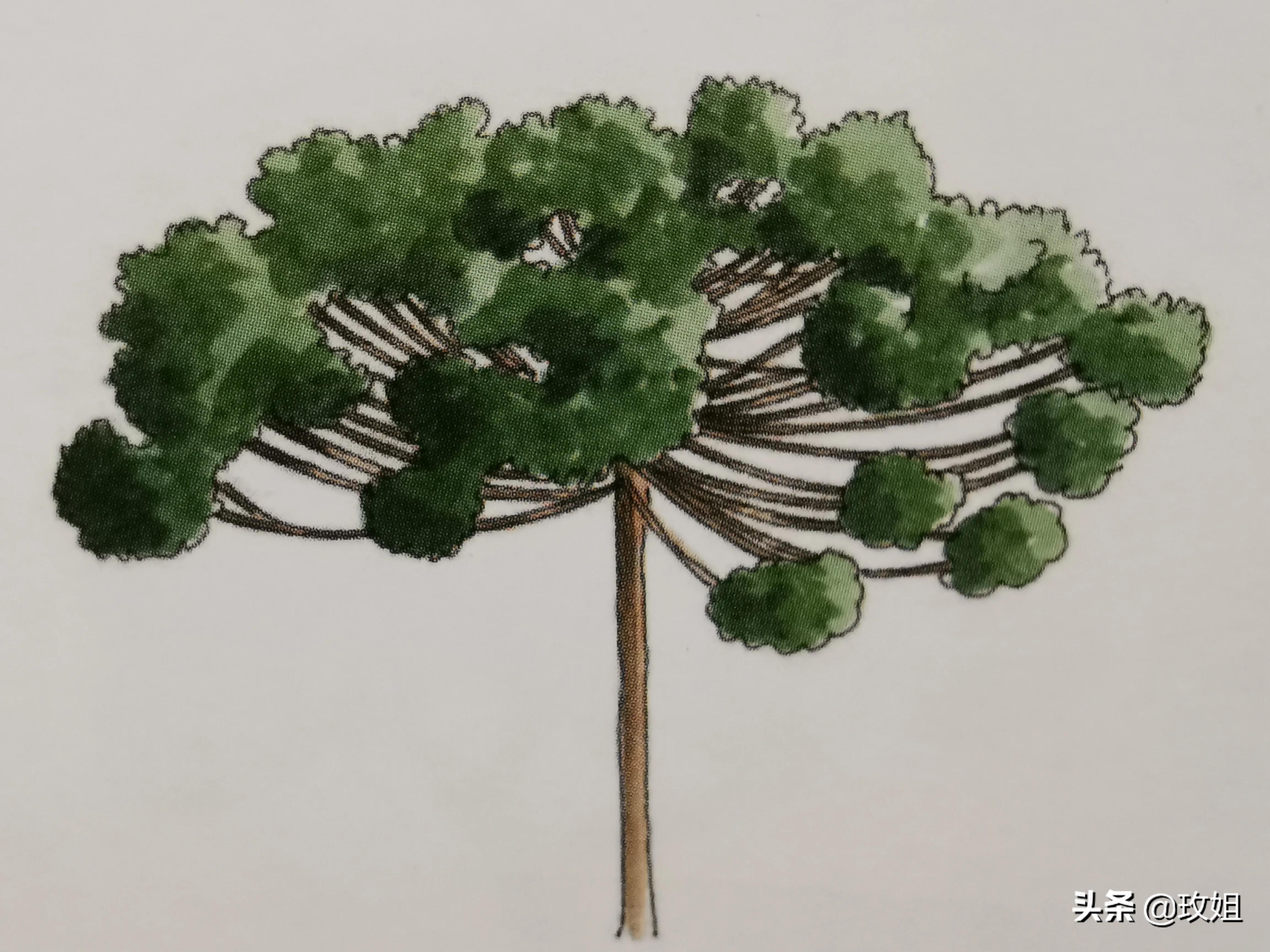 巴拉那松木材用途,巴拉那松树木