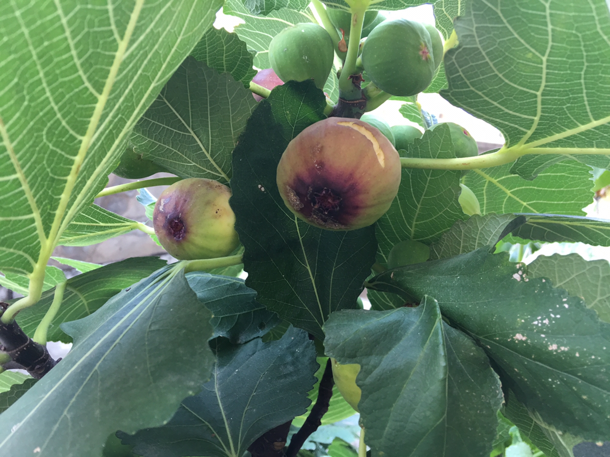 一棵无花果施多少肥料,一字型无花果种植方法