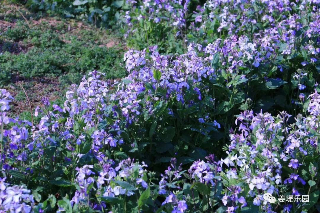 春天踏春去哪里好玩,又是一年春来到歌曲原唱视频