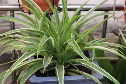 家养吊兰小妙招,怎么控制家养的吊兰疯长