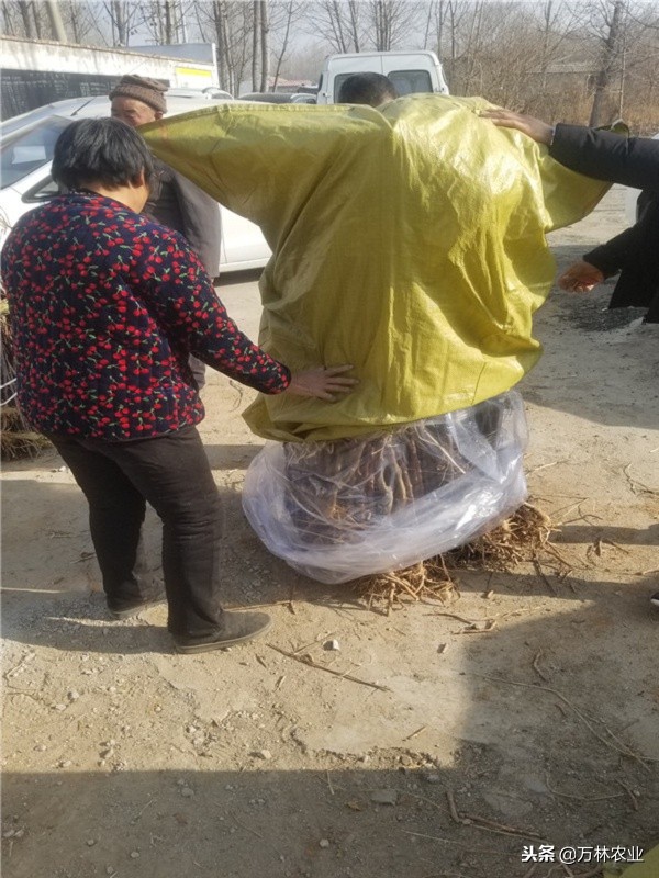 黑卡苹果树种植,黑卡苹果树北方好养吗