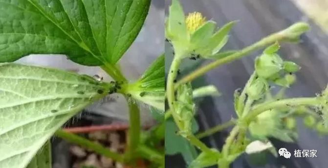 草莓常见病虫害图谱,草莓病虫害图片大全集