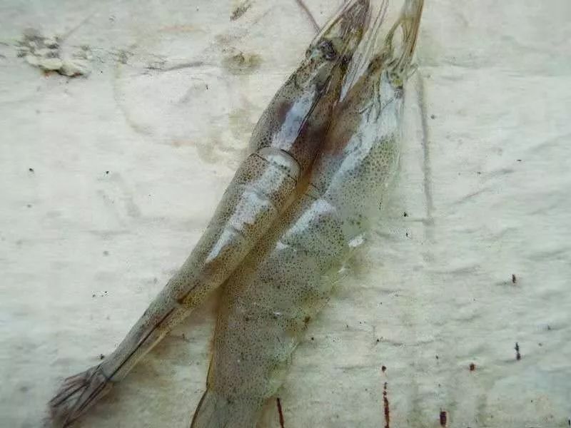 养虾喂食技术视频,养虾需要喂什么饲料