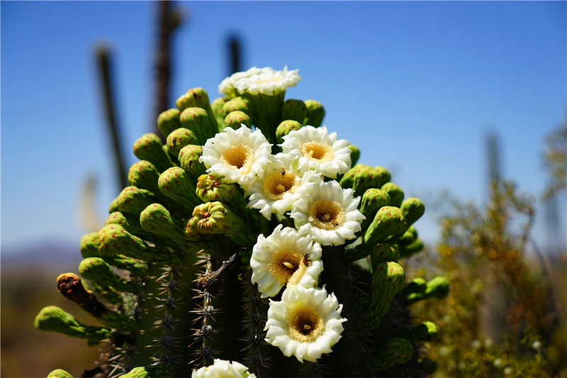 “常年丑貌君不问，一日花红万户惊”——仙人掌的产地及精品赏析