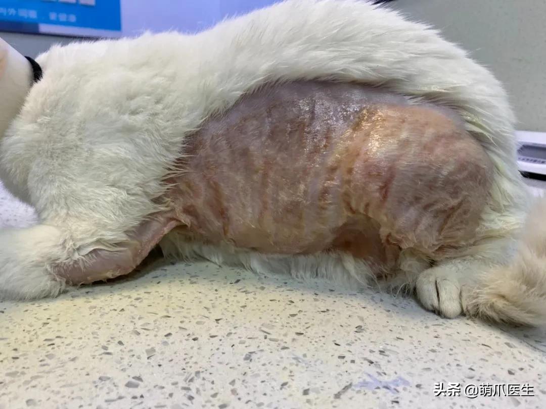 盘点那些手贱的猫咪被烫伤,盘点猫咪被烫过的倒霉瞬间