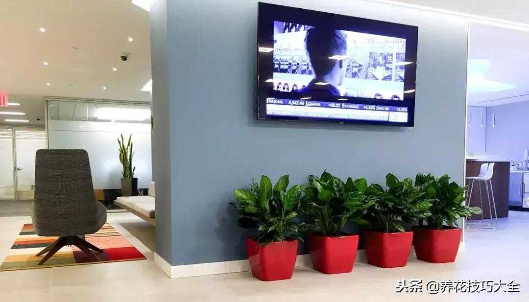 浇水把花给淹死了,挽救浇水太多植物