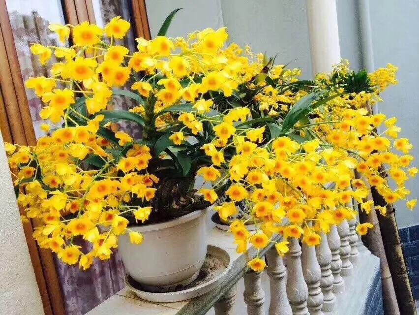 石斛兰最受不了的那种水！涨知识了