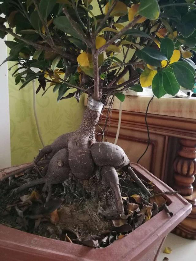 榕树移栽发芽慢,榕树养殖温度