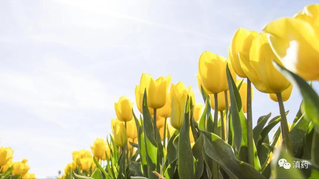 立春，春已归来，正是生发阳气之时