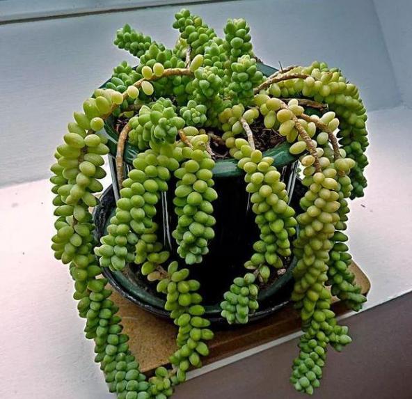 新玉缀怎么养能爆盆,玉缀叶子繁殖叶片必须朝上吗