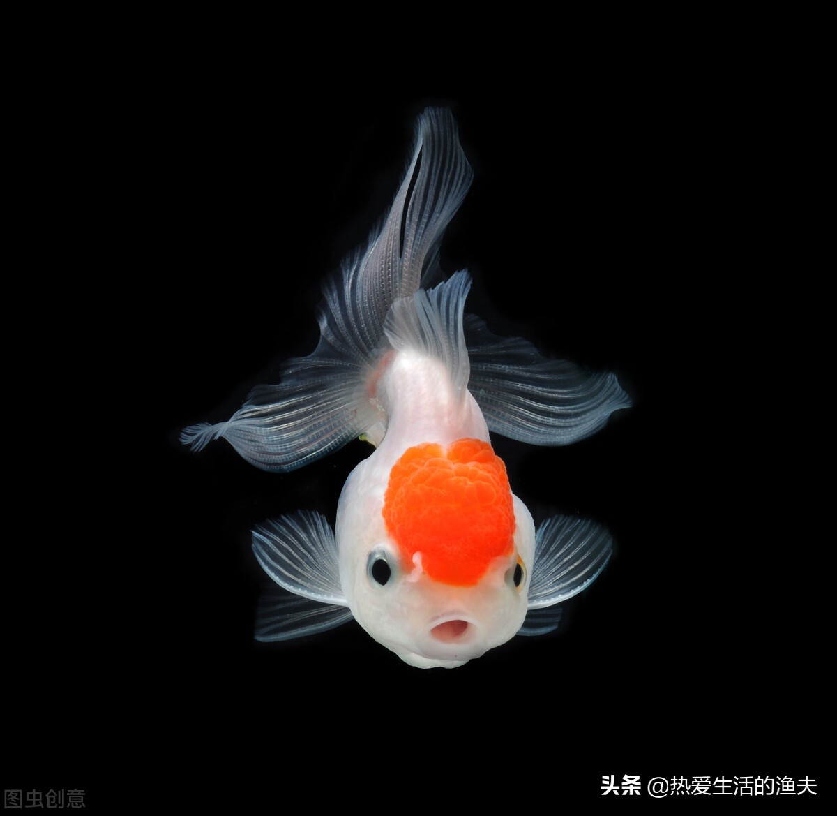 金鱼要怎么养才可以养得活,金鱼饲养的小技巧轻松养好金鱼