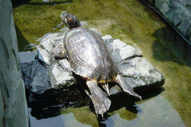 养龟的7大禁忌乌龟死了可以吃吗,养乌龟老是水臭怎么办