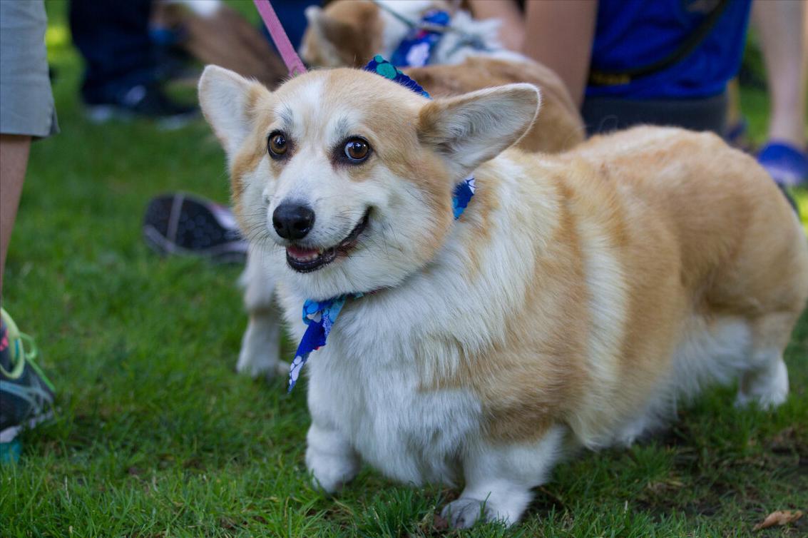 为啥不是所有的狗都适合当警犬,为什么大部分的狗不适合当警犬