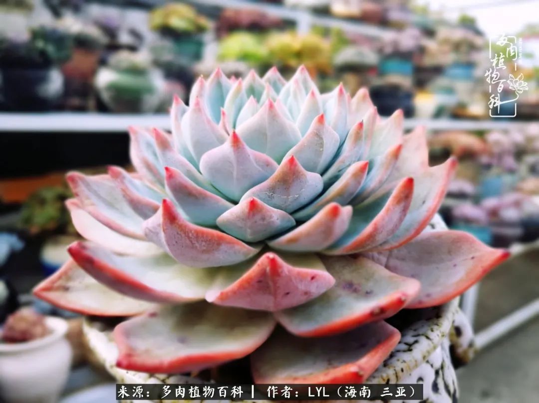 养多肉一年花了3万,养多肉一千多盆