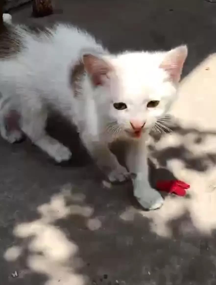 10年前捡回的猫变成的人,8年前从垃圾堆里捡的猫