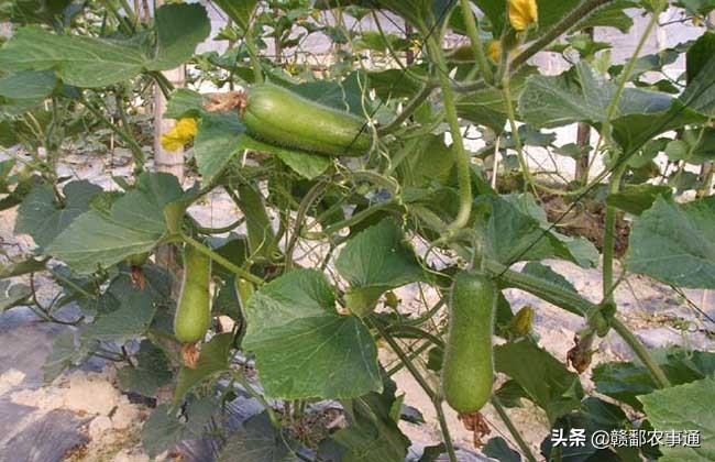 种植节瓜用什么肥才能高产,怎样才能使黄瓜高产多结瓜
