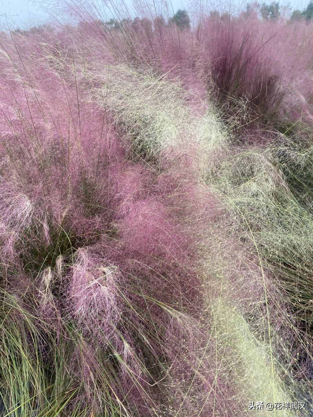 武汉花博汇一天游玩大概多少钱,武汉花博汇值不值得玩