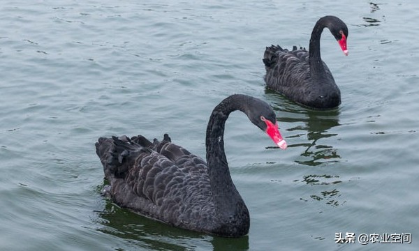 养殖黑天鹅前景如何,黑天鹅养殖技术全集