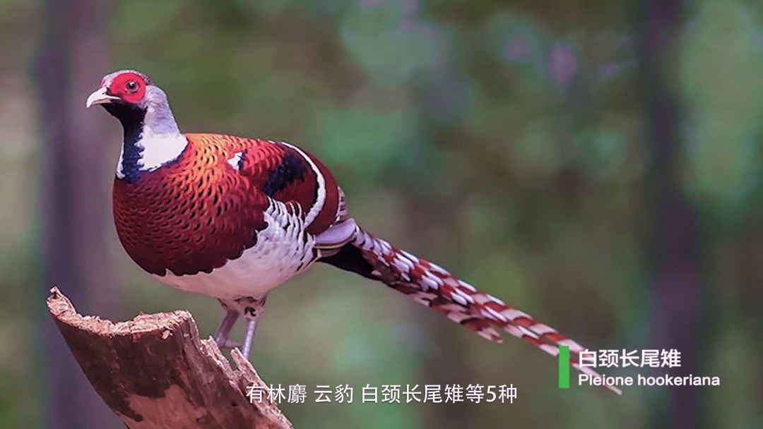 从世界地图看湖南,世界看湖南