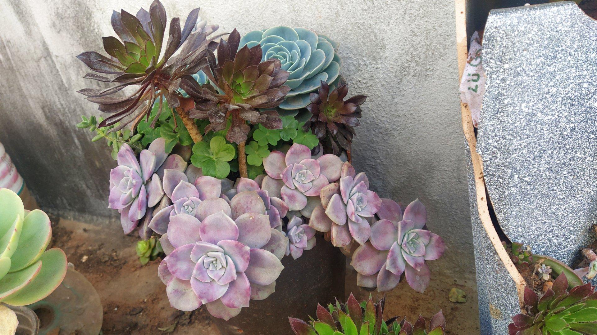 多肉入秋养护重点,多肉超过三十度夏天养护并不难