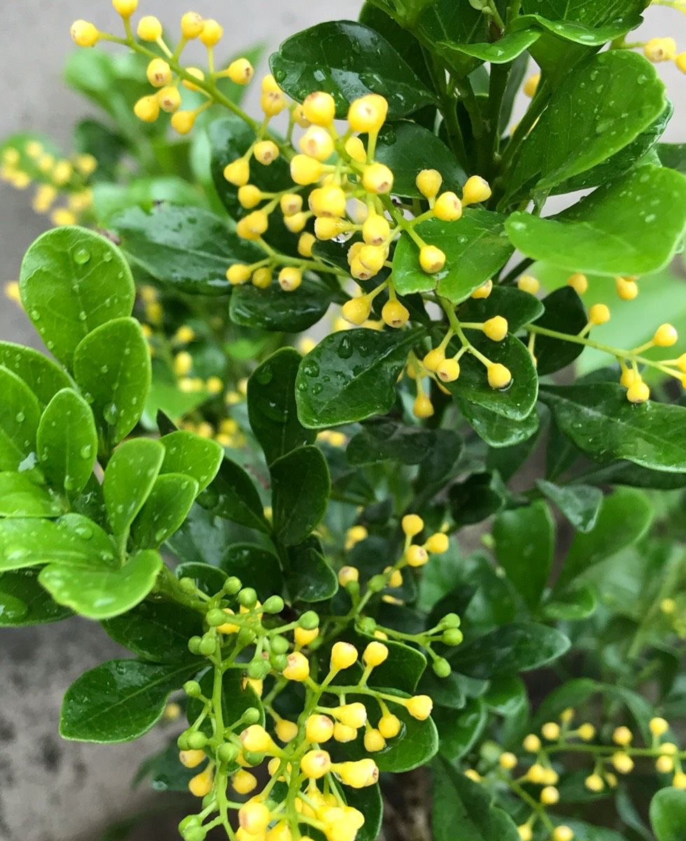 米兰花什么品种好养还花香,米兰花怎么养叶子才会油绿有光泽