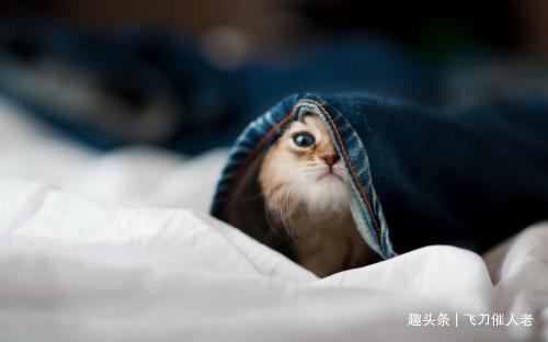 玉米地发现不明液体怎么办,玉米地发现的怪事