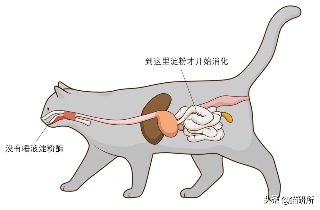 辟谣猫,辟谣猫咪食物