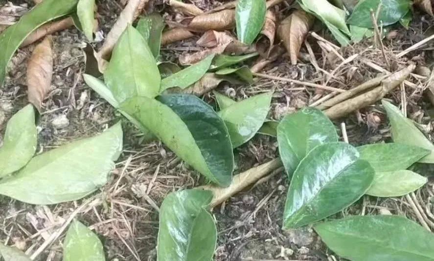 柑橘树现在落叶怎么回事,柑橘现在会黄落叶这是怎么了