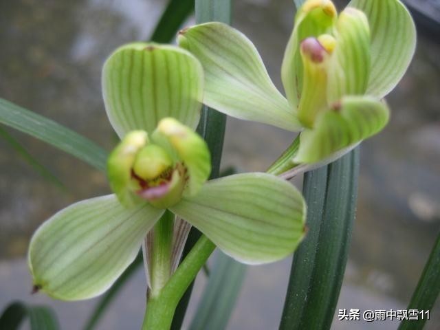 春兰怎么挑选好呢,新手春兰买什么品种