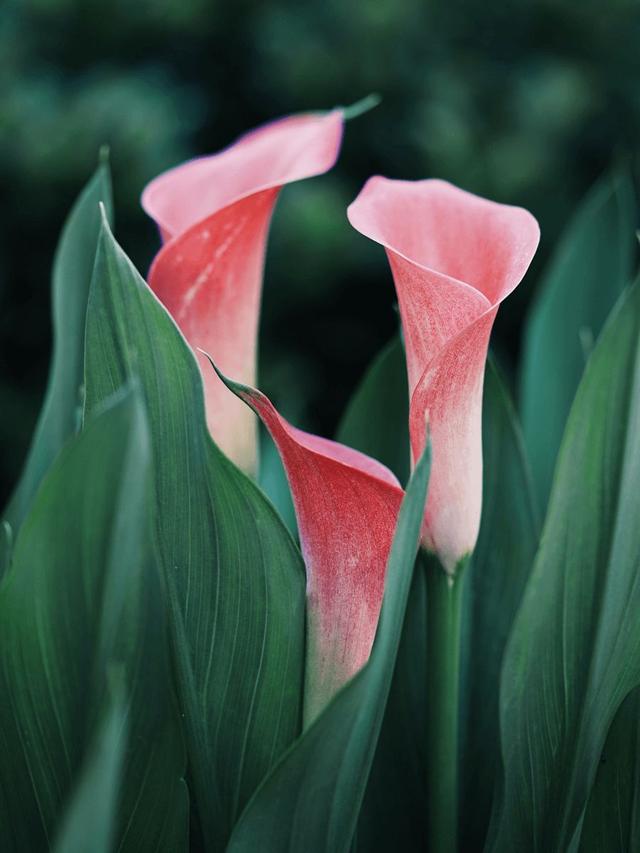 绿萝有毒长寿花有毒吗,绿萝有毒吗什么花有毒
