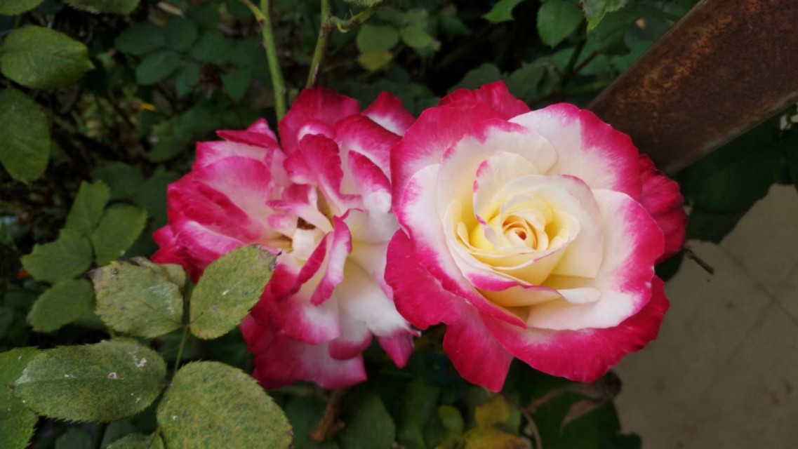 余生不长好好对待至亲至爱的人,好好珍惜那个至亲至爱的人