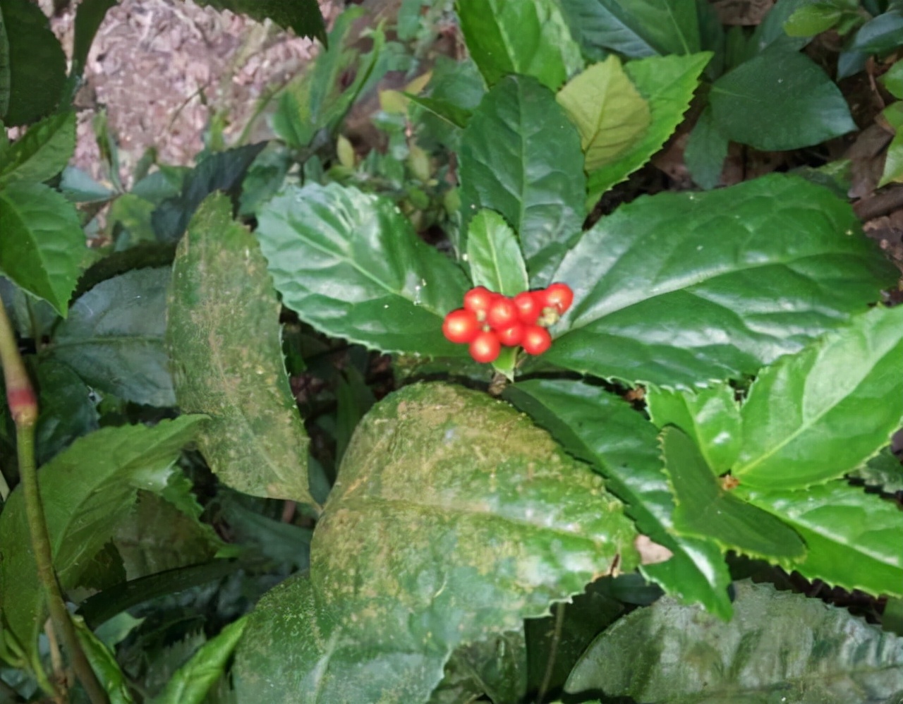 林中一种“满山香”,风一吹满山香气,是“草珊瑚含片”重要原料