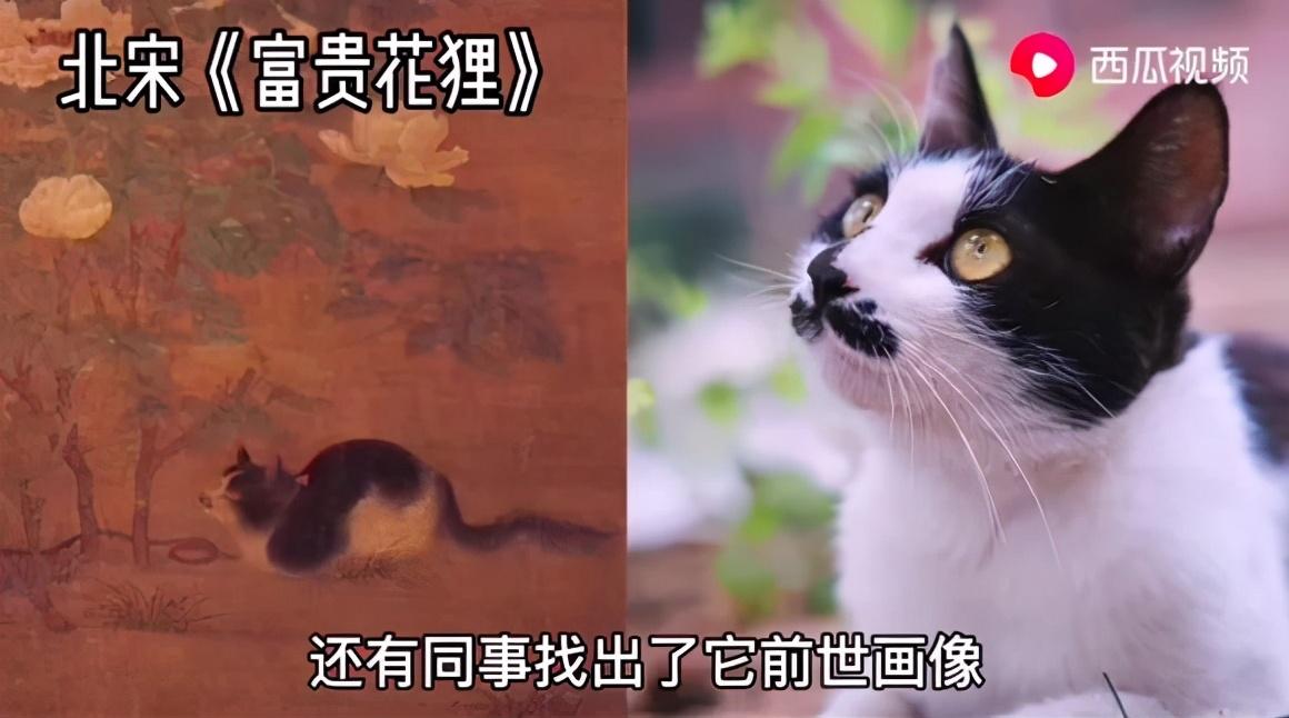 二十多岁进宫，在紫禁城中撸猫8年，她揭开了不为人知的故宫往事