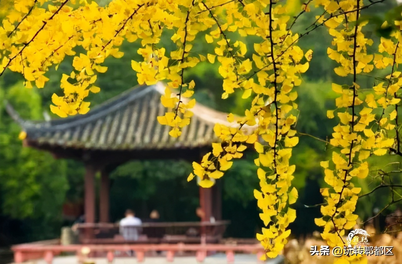 郫都区十大银杏打卡地,郫都区看银杏最好的地方