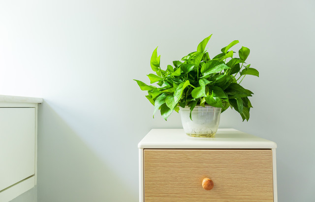 室内小盆栽植物绿萝,植物绿萝有什么寓意