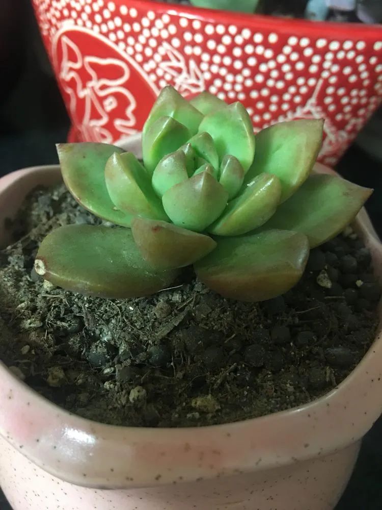 2021牛转乾坤砥砺前行,2021年牛转乾坤时来运转