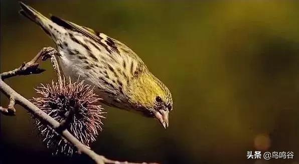 看图识鸟图片及答案,看图识鸟软件哪个好用