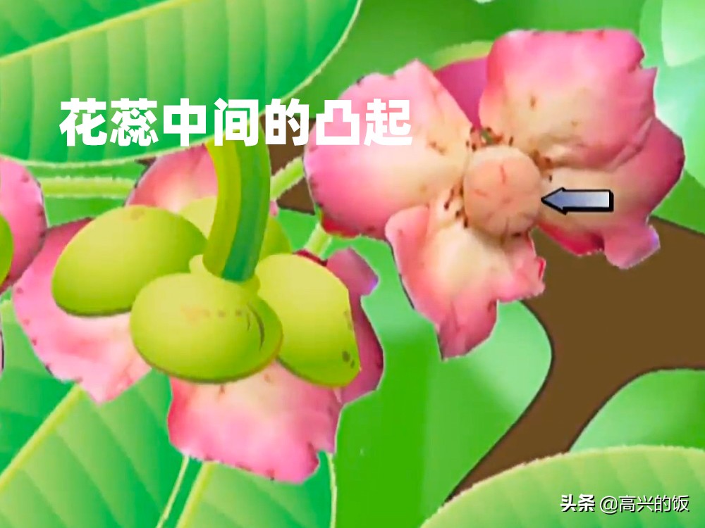 购买山竹时怎样挑选,怎么挑选山竹是好还是坏