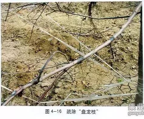 5年红富士苹果树冬季修剪技术,苹果树的冬季修剪技术视频