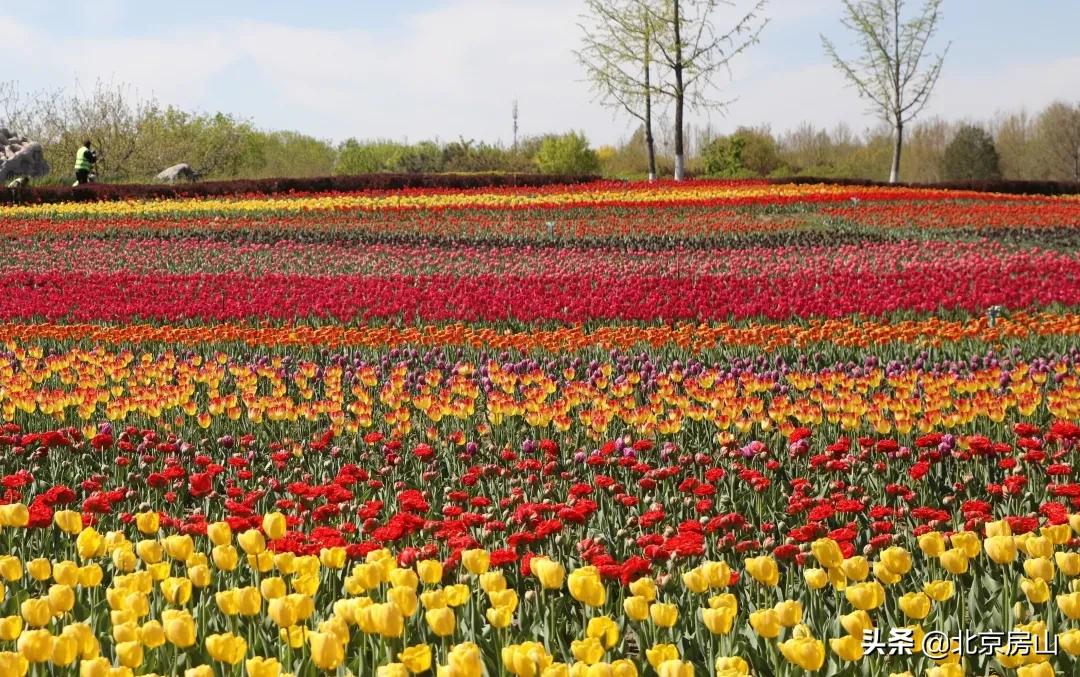 房山区长阳公园郁金香花,房山长阳公园郁金香花开了吗
