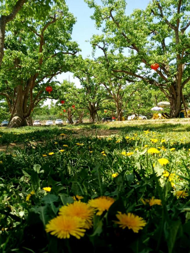 什川鼎尊国际颐养中心,甘肃什川鼎尊颐养中心