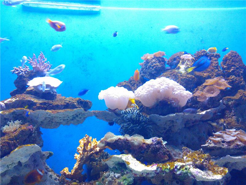 亚洲最大的海洋极地馆,亚洲最大的海洋极地世界是哪里